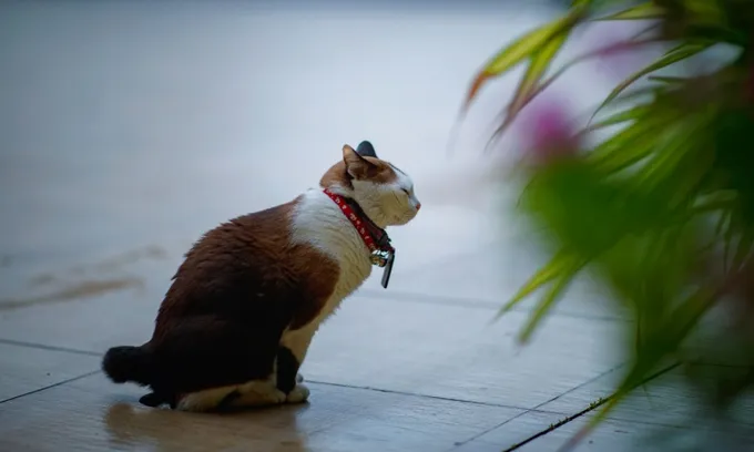 How to Tell if a Cat Is in Pain