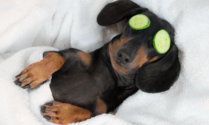 How to calm your stressed pet