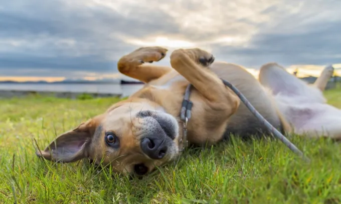 How to keep your dog cool when the temperature rises